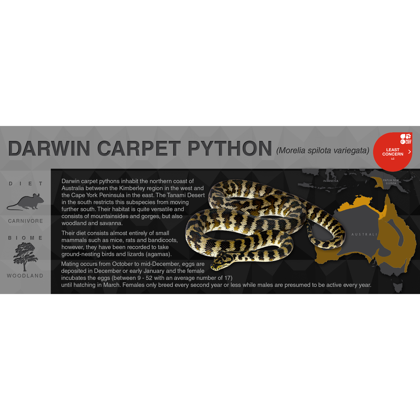 Carpet Python (Morelia spilota) - Black Series Vivarium Label