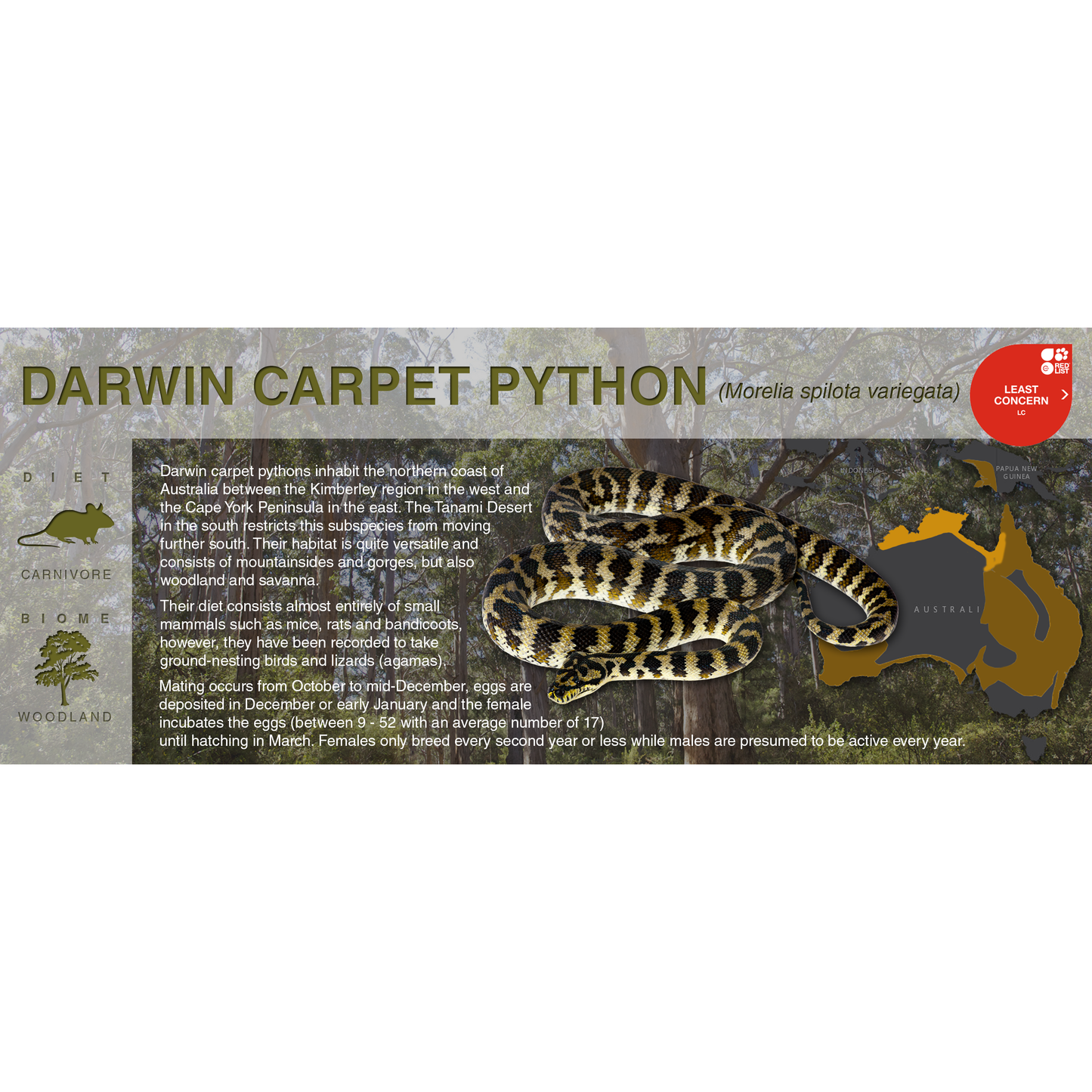 Carpet Python (Morelia spilota) - Black Series Vivarium Label