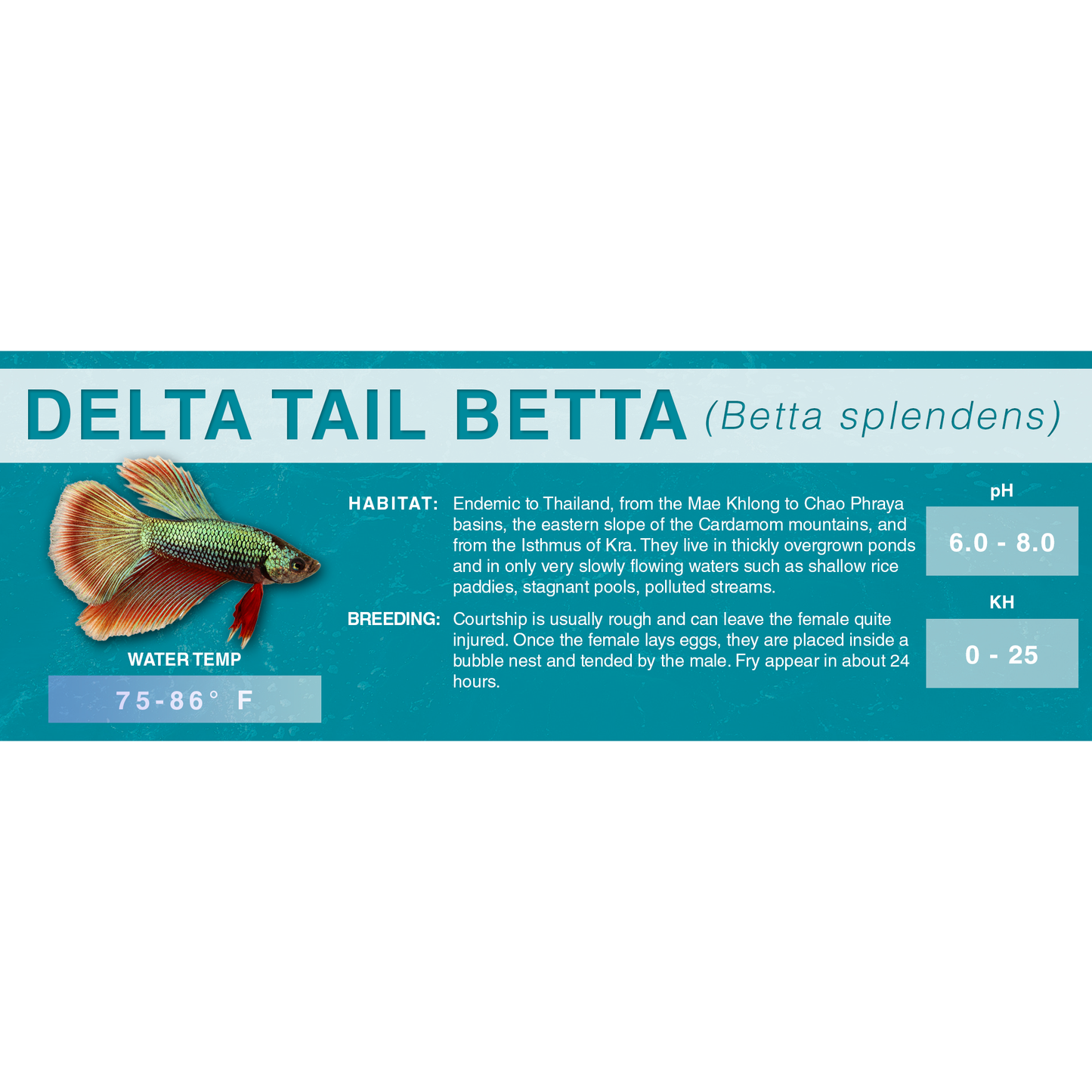 Betta Fish (Betta splendens) - Standard Aquarium Label