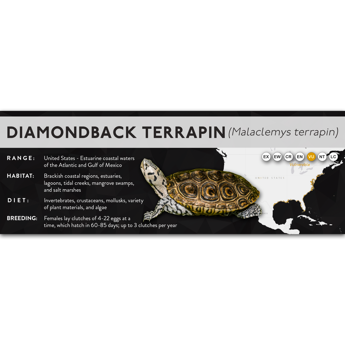 Diamondback Terrapin (Malaclemys terrapin) - X Label