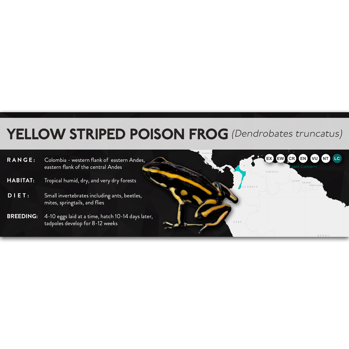 Yellow Striped Poison Frog (Dendrobates truncatus) - X Label
