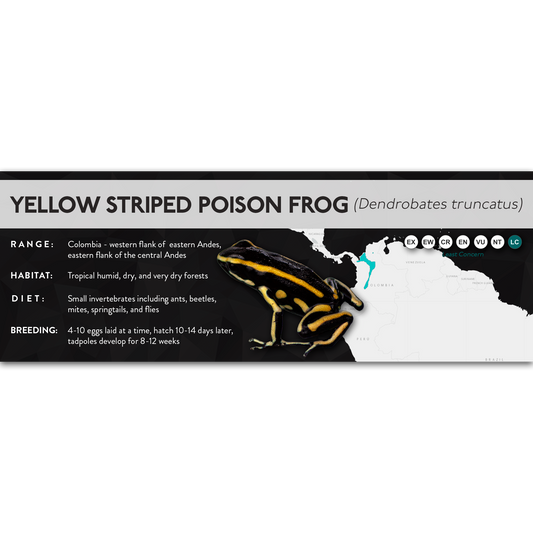 Yellow Striped Poison Frog (Dendrobates truncatus) - X Label