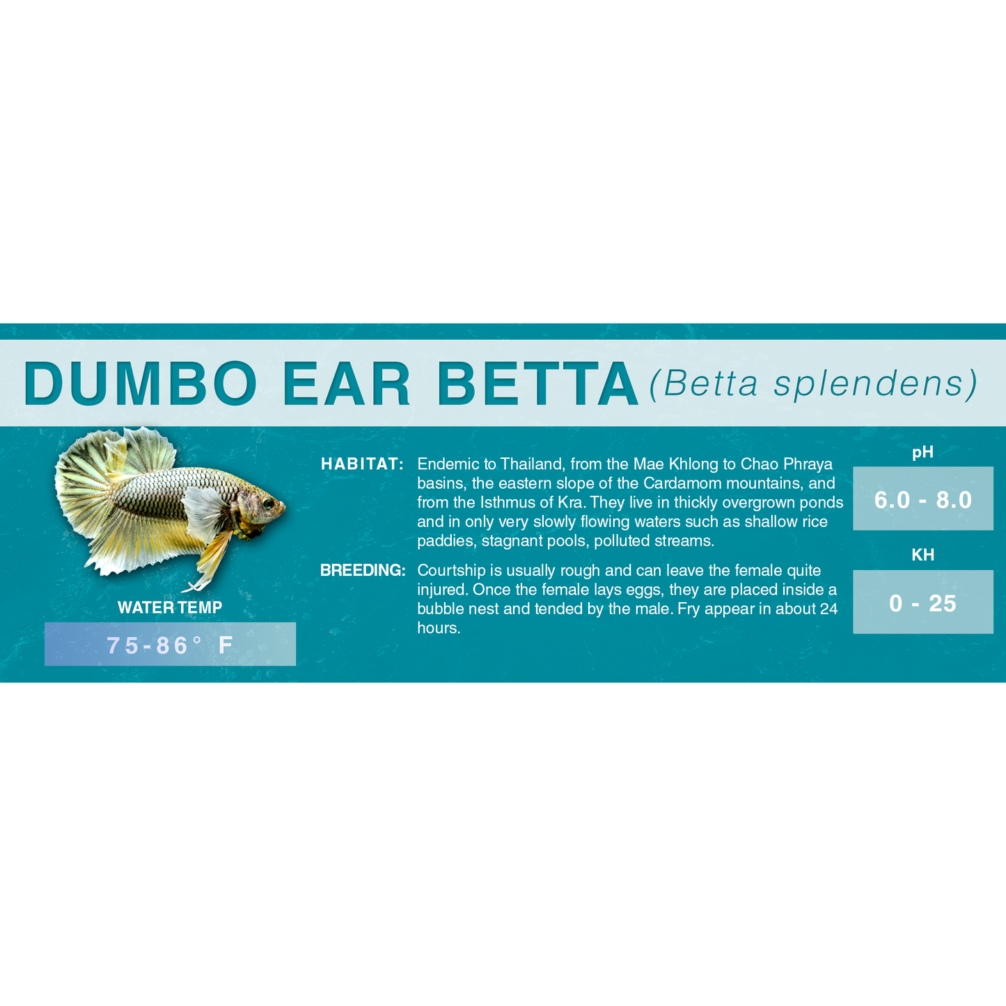 Betta Fish (Betta splendens) - Standard Aquarium Label