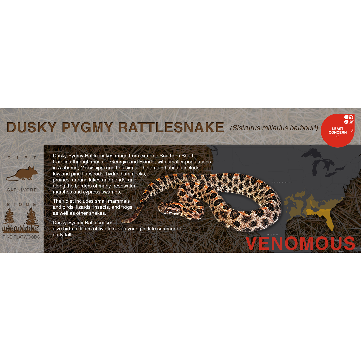 Pygmy Rattlesnake (Sistrurus miliarius) - Black Series Vivarium Label