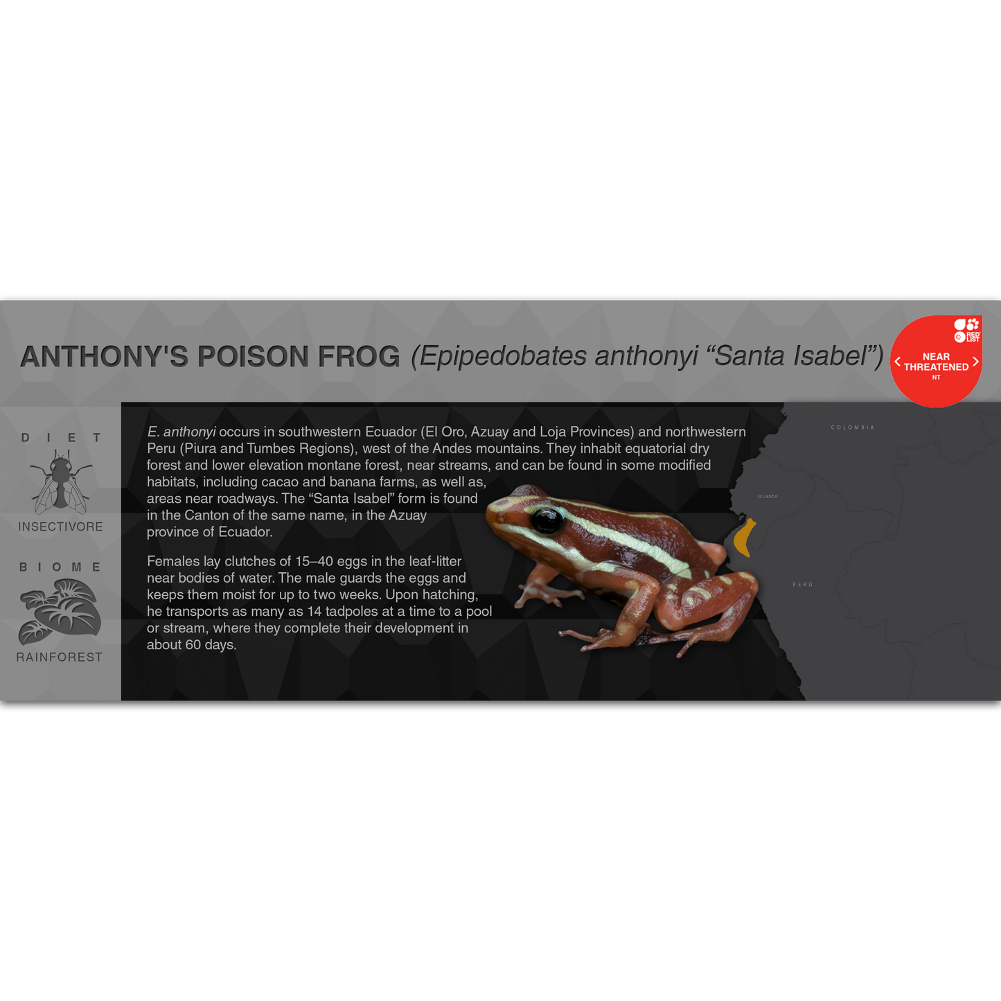 Anthony's Poison Frog (Epipedobates anthonyi) - Black Series Vivarium Label