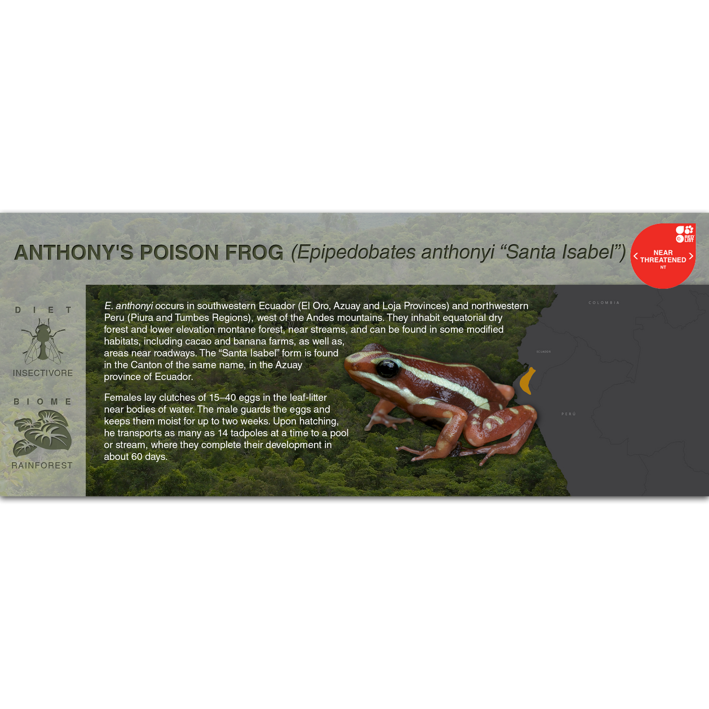 Anthony's Poison Frog (Epipedobates anthonyi) - Black Series Vivarium Label