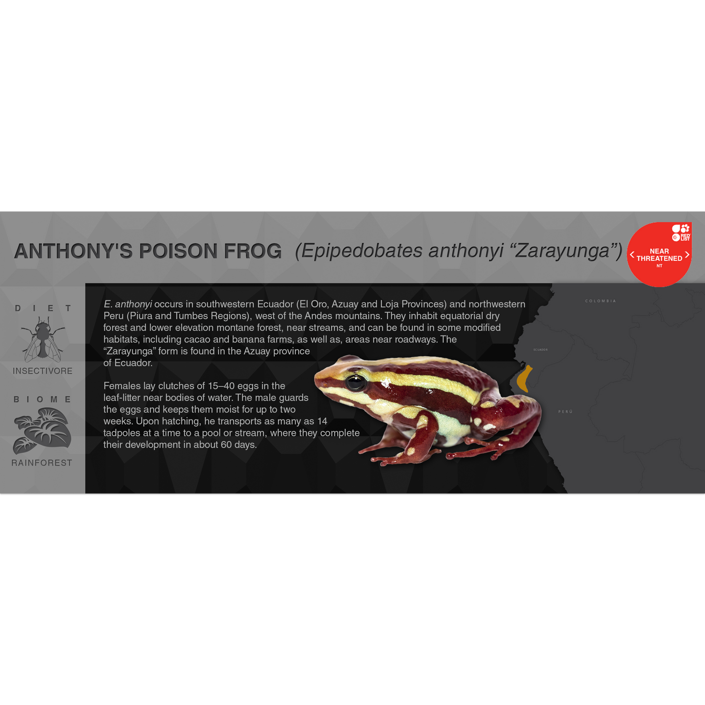 Anthony's Poison Frog (Epipedobates anthonyi) - Black Series Vivarium Label