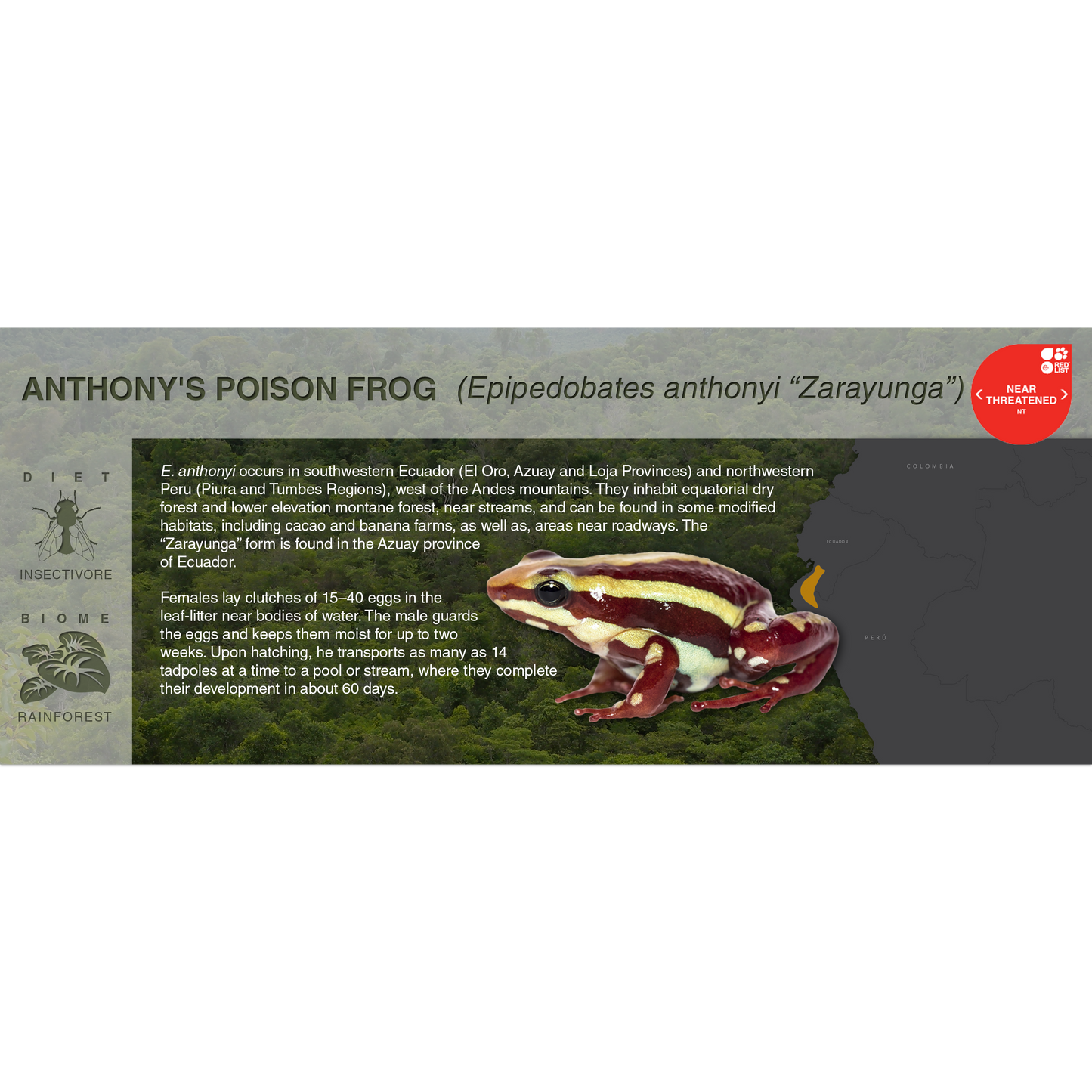 Anthony's Poison Frog (Epipedobates anthonyi) - Black Series Vivarium Label