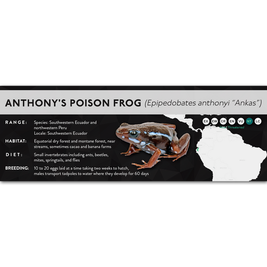 Anthony's Poison Frog (Epipedobates anthonyi) - X Label