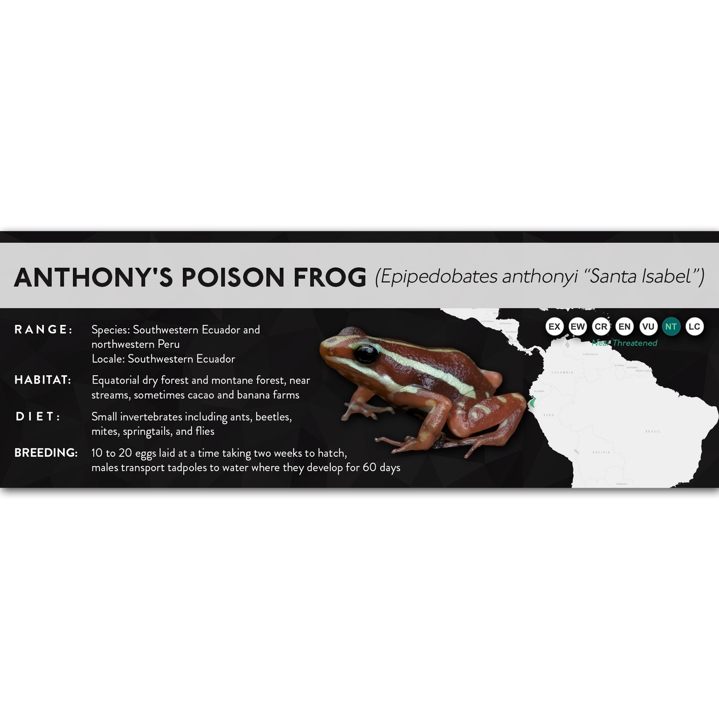 Anthony's Poison Frog (Epipedobates anthonyi) - X Label