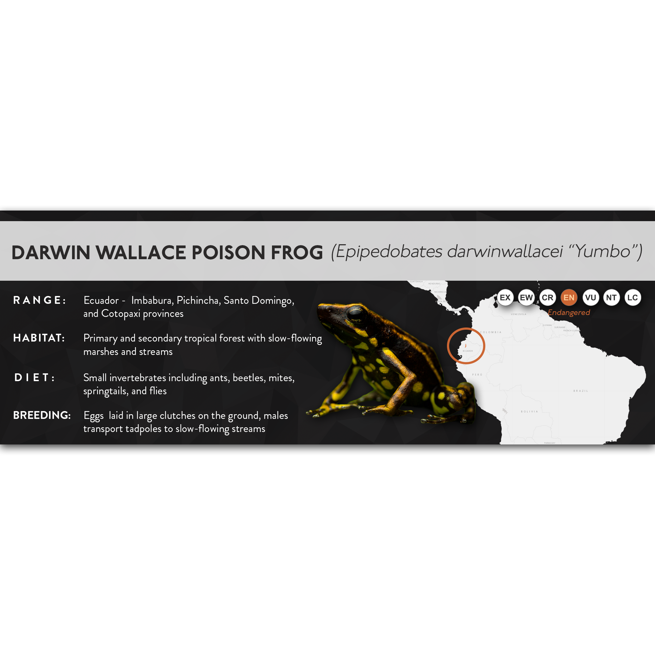 X Labels - Dart Frogs – Cloud Forest Design