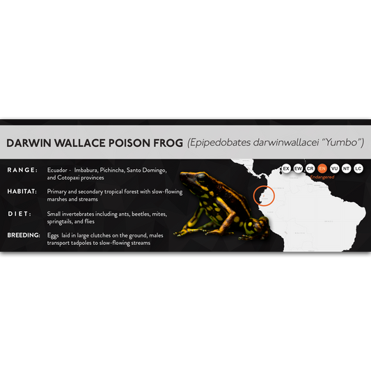 Darwin Wallace Poison Frog (Epipedobates darwinwallacei) - X Label