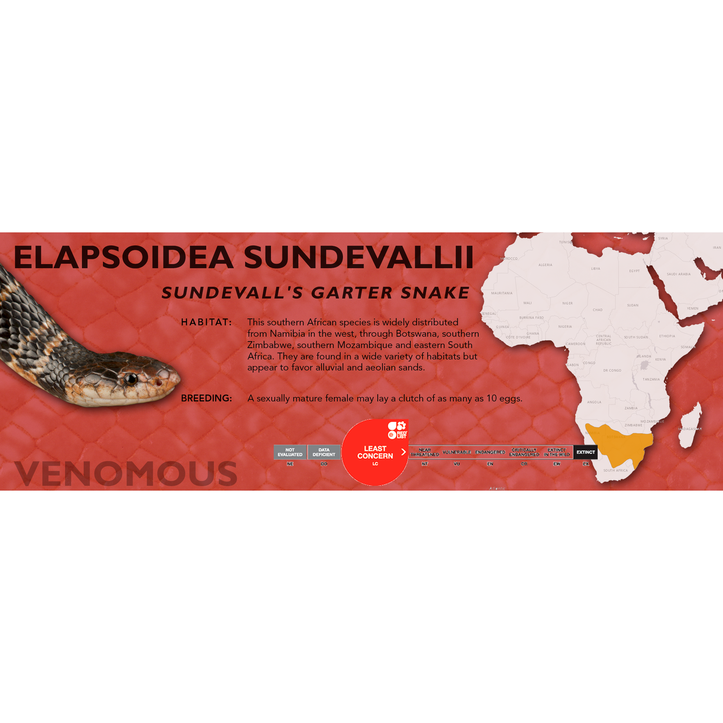 Sundevall's Garter Snake (Elapsoidea sundevallii) Classic Vivarium Label