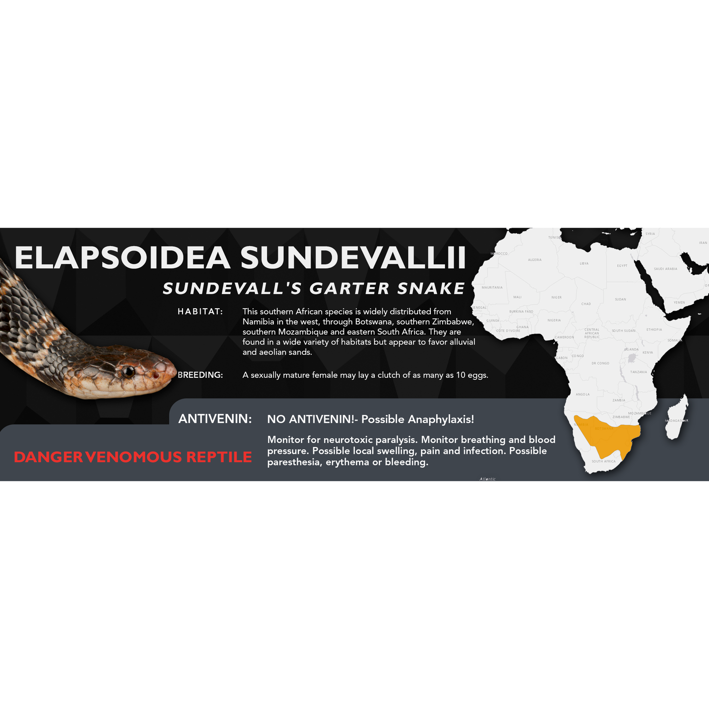 Sundevall's Garter Snake (Elapsoidea sundevallii) Classic Vivarium Label