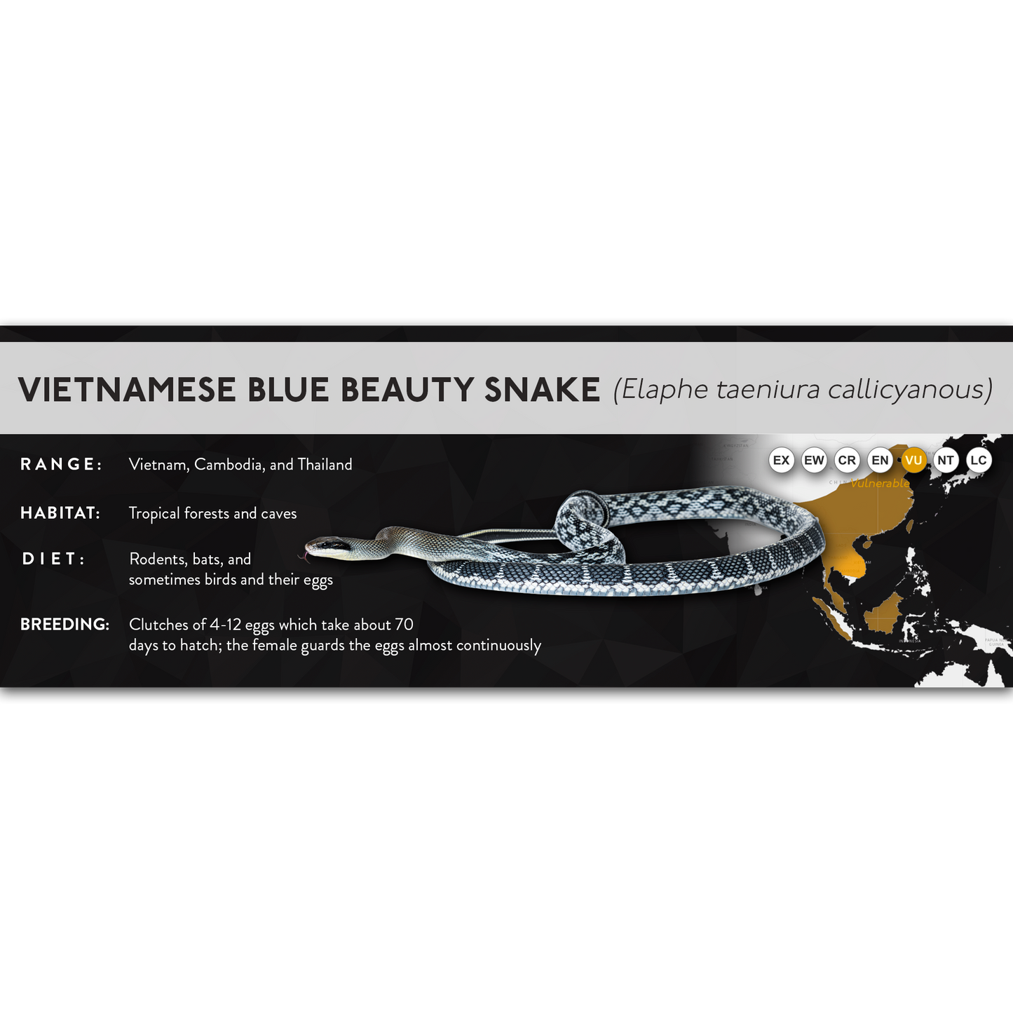 Vietnamese Blue Beauty Snake (Elaphe taeniura callicyanous - Orthriophis taeniurus callicyanous) - X Label