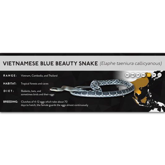 Vietnamese Blue Beauty Snake (Elaphe taeniura callicyanous - Orthriophis taeniurus callicyanous) - X Label