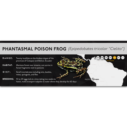 Phantasmal Poison Frog (Epipedobates tricolor) - X Label
