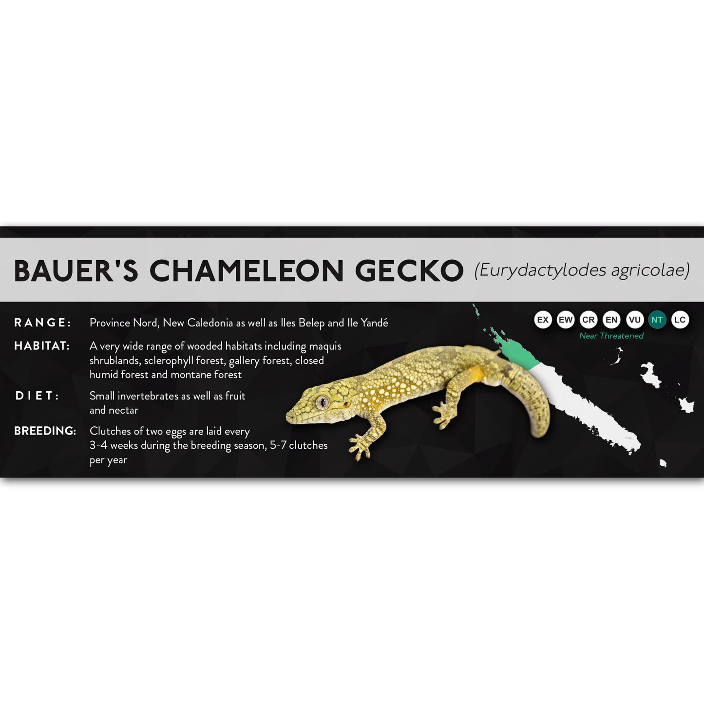 Bauer's Chameleon Gecko (Eurydactylodes agricolae) - X Label