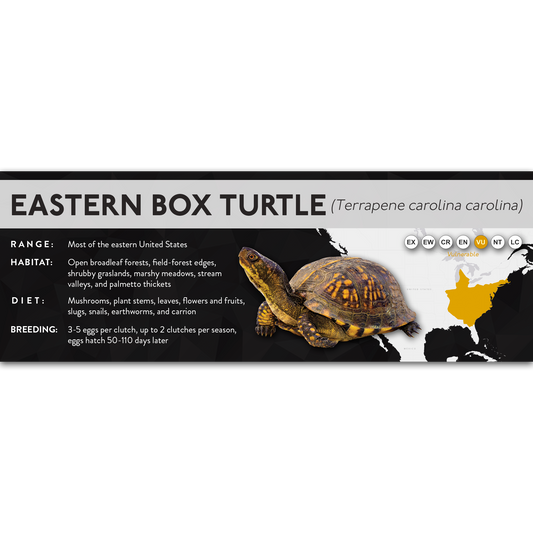 Eastern Box Turtle (Terrapene carolina carolina) - X Label