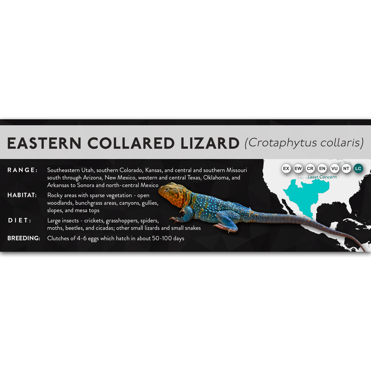 Lable Lizard Eastern Collared Lizard (Crotaphytus collaris) - X Label – Cloud Forest ...