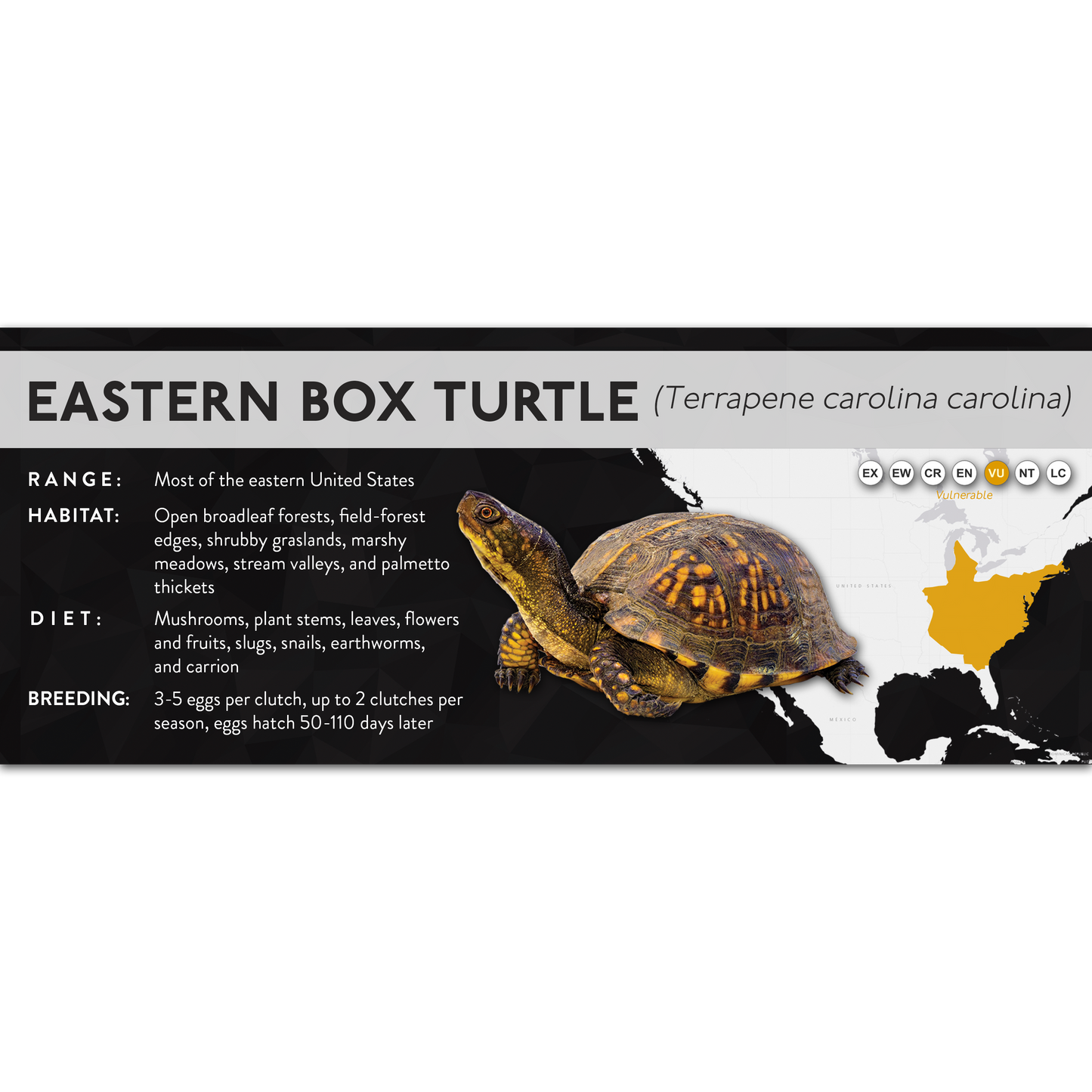 Eastern Box Turtle (Terrapene carolina carolina) - X Label