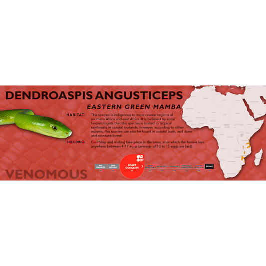 Eastern Green Mamba (Dendroaspis angusticeps) Classic Vivarium Label