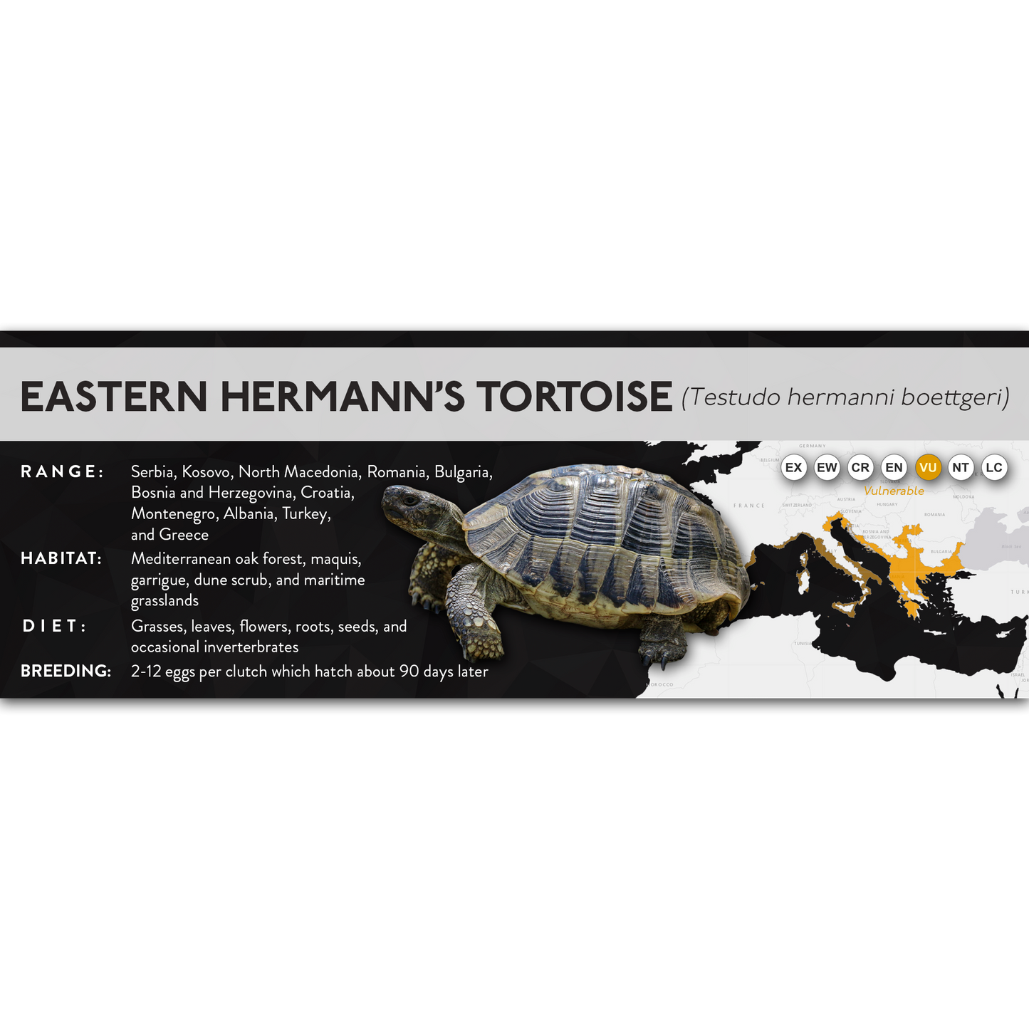 Hermann's Tortoise (Testudo hermanni) - X Label