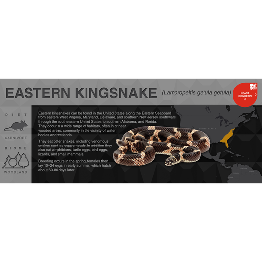 Eastern Kingsnake (Lampropeltis getula getula) - Black Series Vivarium Label