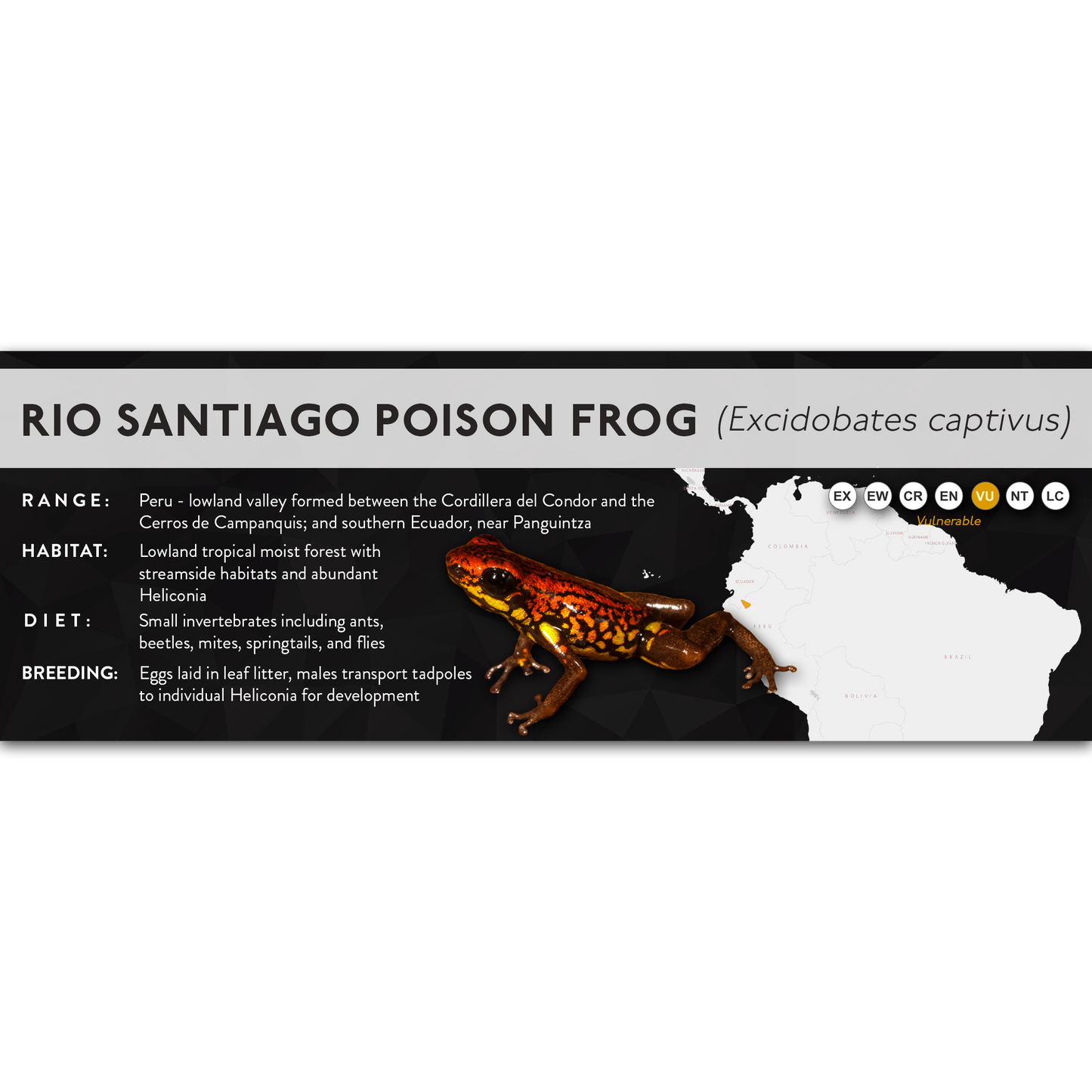 Rio Santiago Poison Frog (Excidobates captivus) - X Label