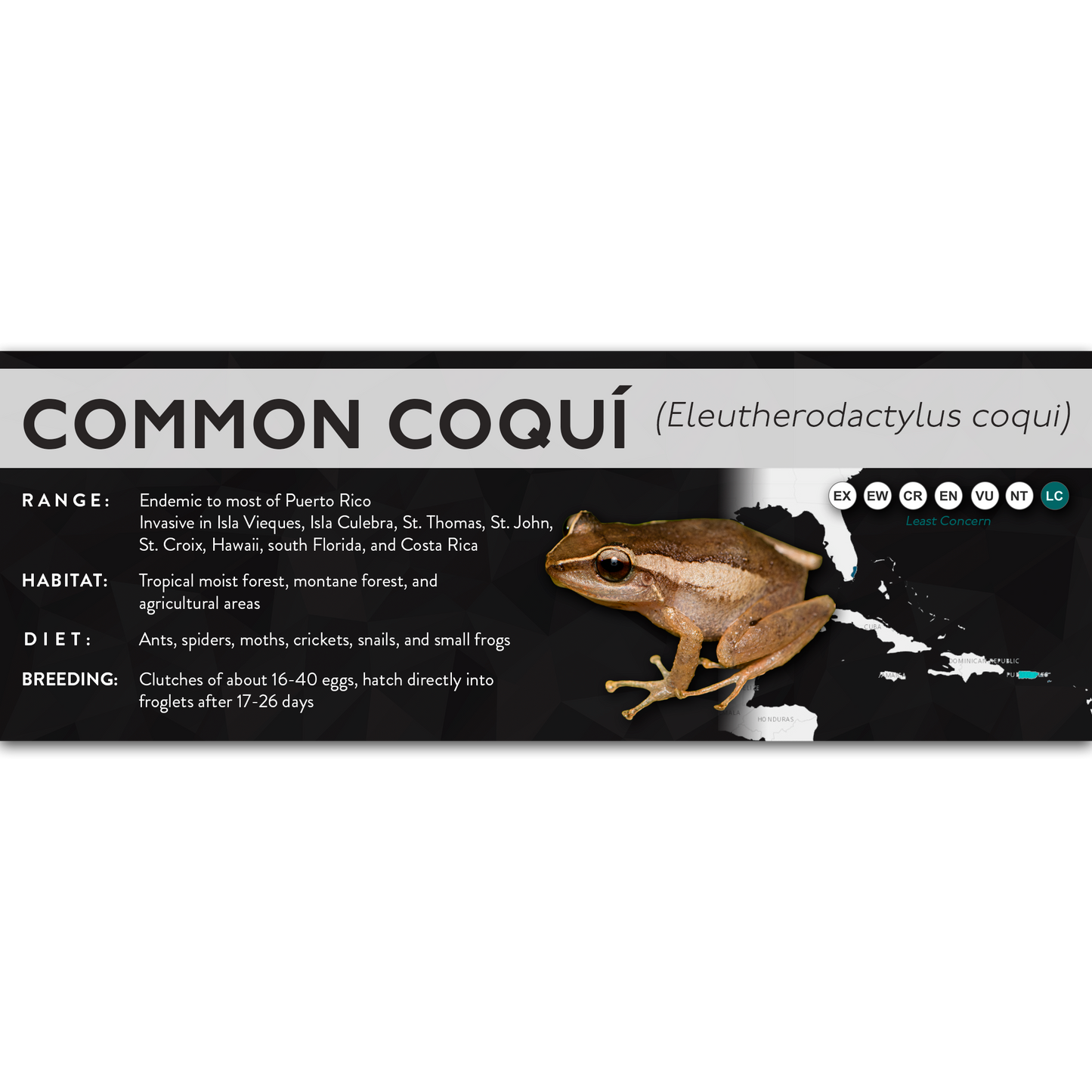 Common Coquí (Eleutherodactylus coqui) - X Label