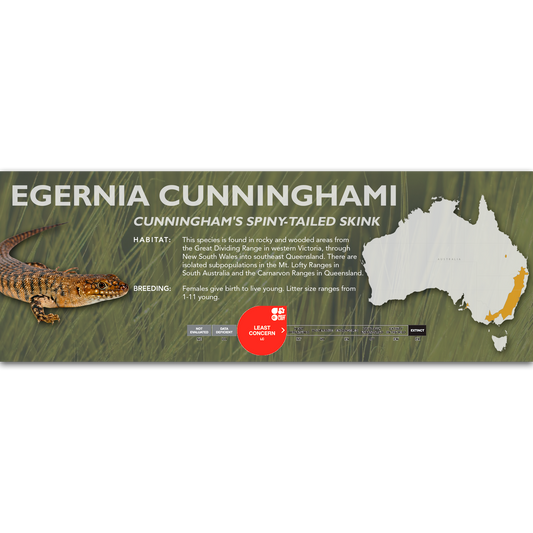Cunningham's Spiny-Tailed Skink (Egernia cunninghami) Classic Vivarium Label