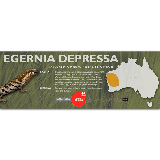 Pygmy Spiny-Tailed Skink (Egernia depressa) Classic Vivarium Label