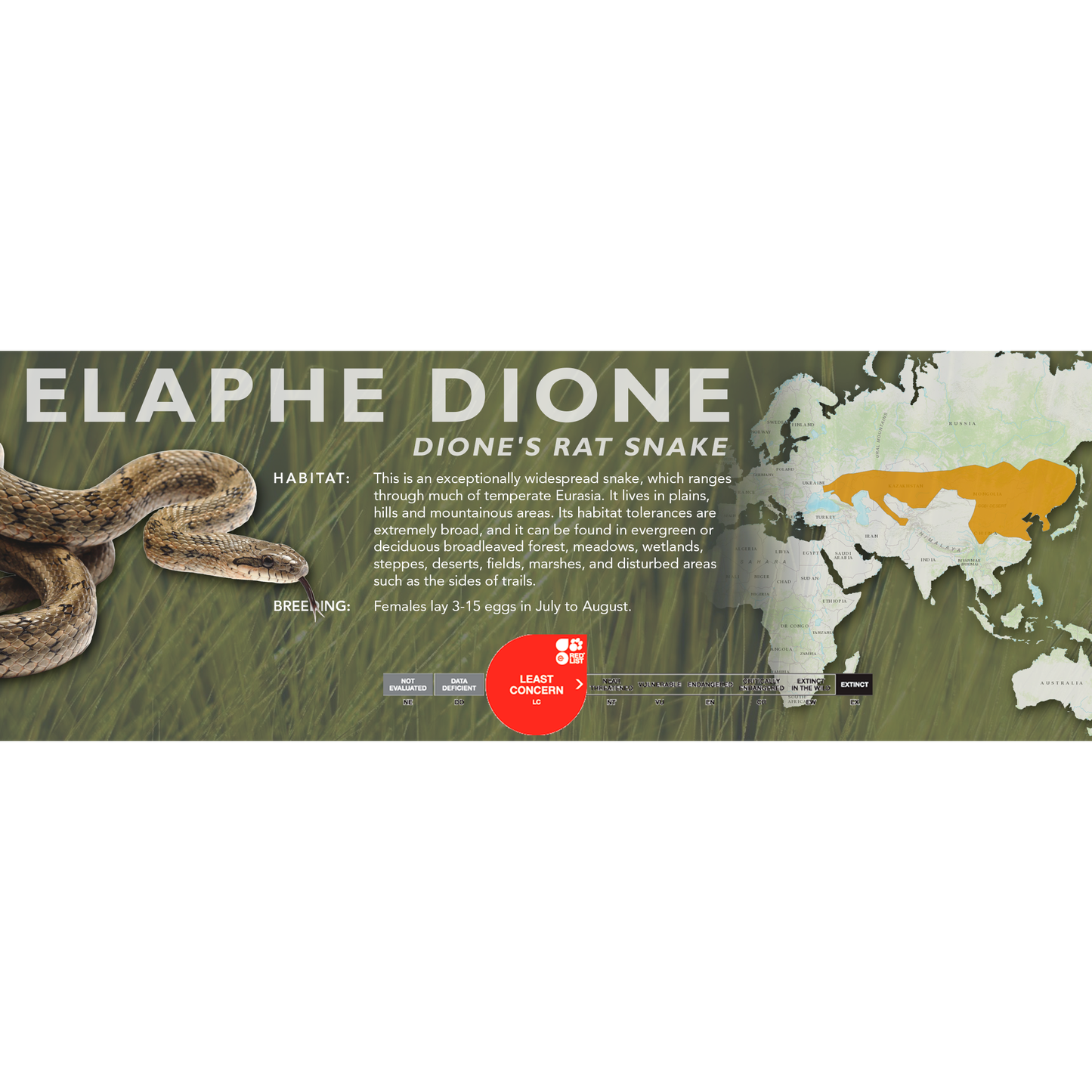 Dione's Rat Snake (Elaphe dione) Classic Vivarium Label