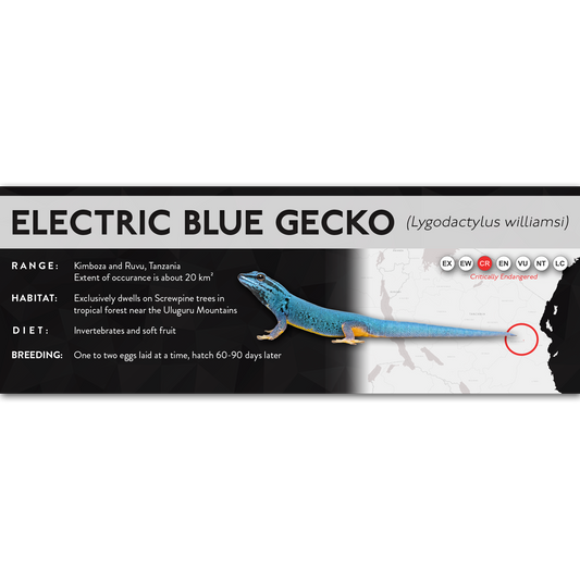 Electric Blue Gecko (Lygodactylus williamsi) - X Label