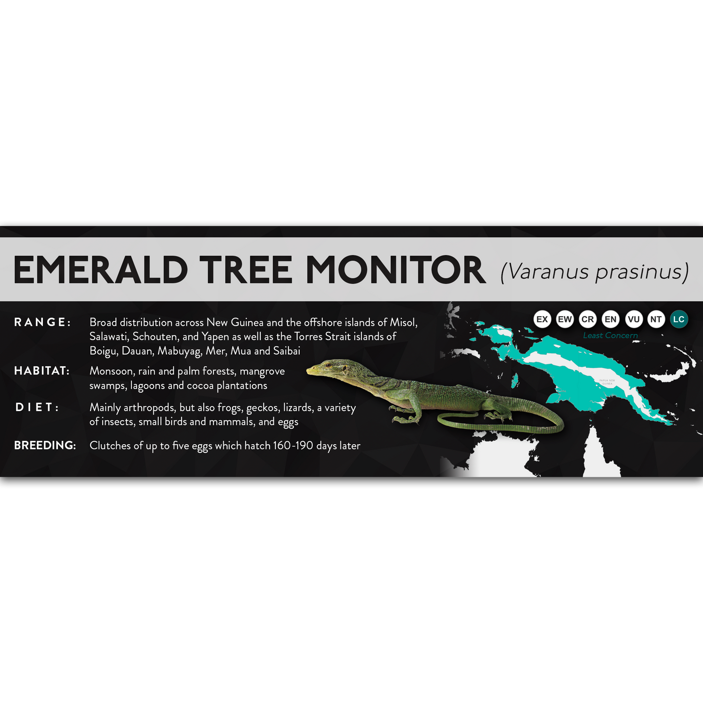 Emerald Tree Monitor (Varanus prasinus) - X Label