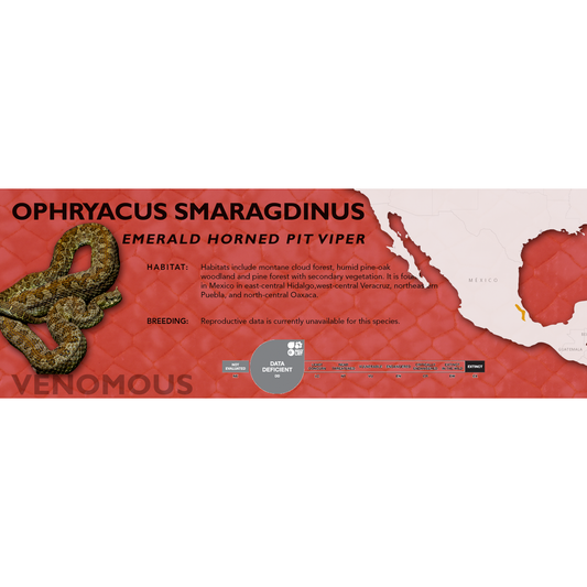 Emerald Horned Pit Viper (Ophryacus smaragdinus) Classic Vivarium Label