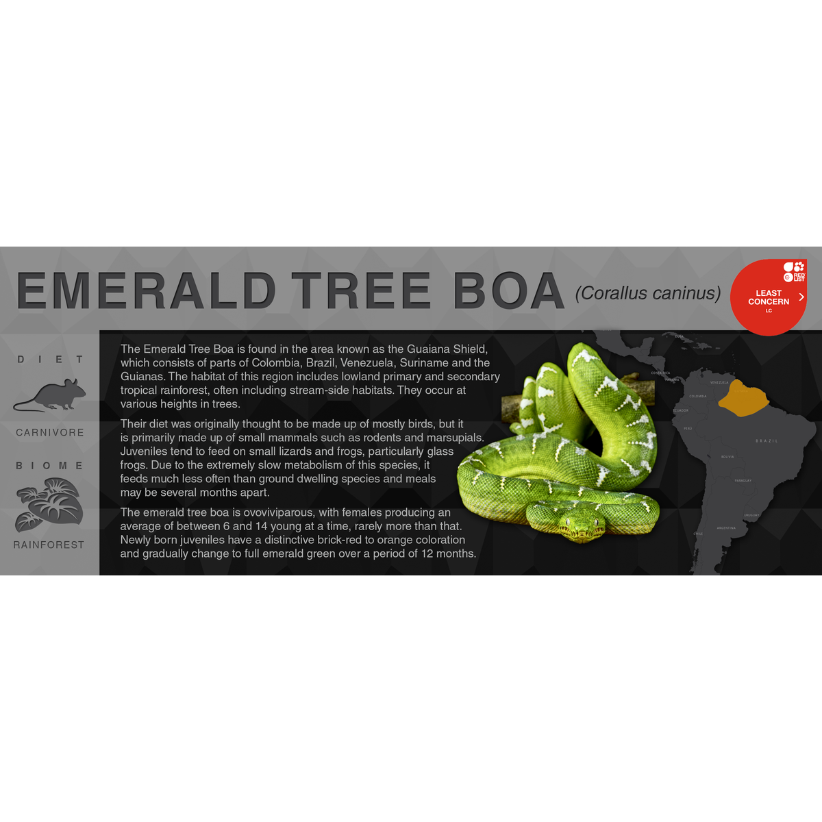 Emerald Tree Boa (Corallus caninus) - Black Series Vivarium Label ...