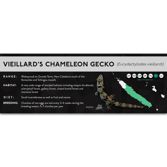 Vieillard's Chameleon Gecko (Eurydactylodes vieillardi) - X Label