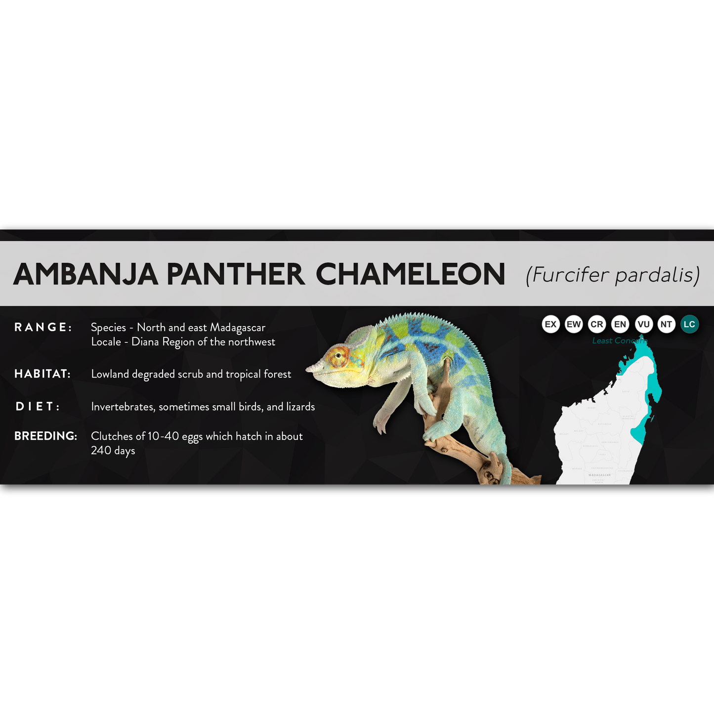 Panther Chameleon (Furcifer pardalis) - X Label