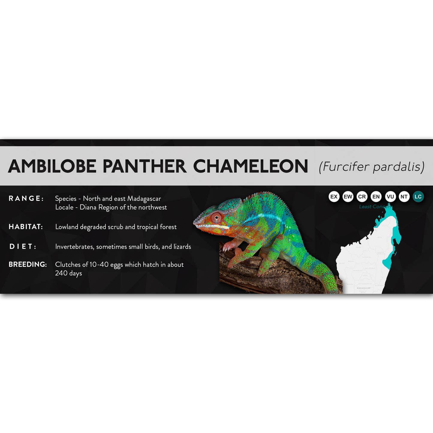 Panther Chameleon (Furcifer pardalis) - X Label