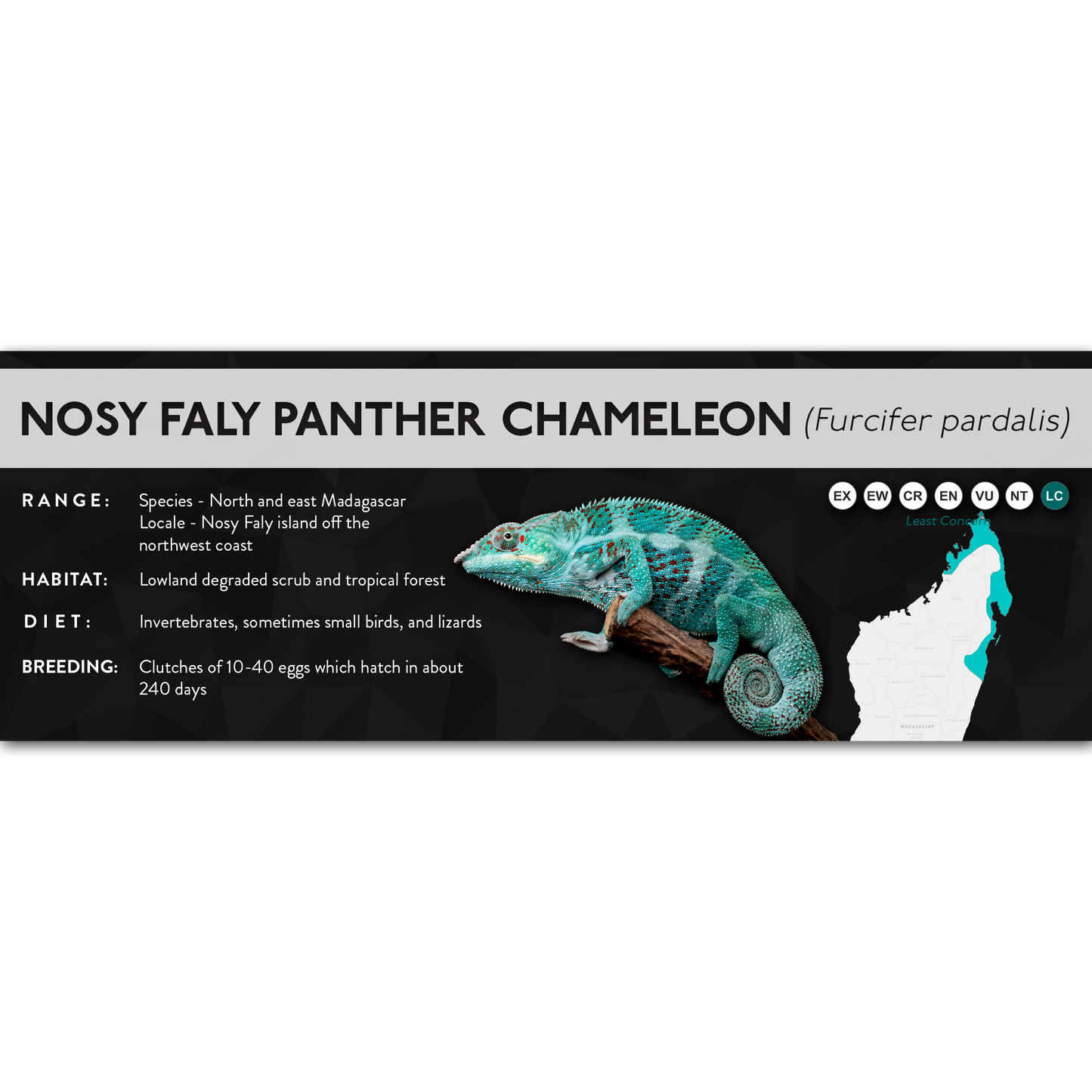 Panther Chameleon (Furcifer pardalis) - X Label