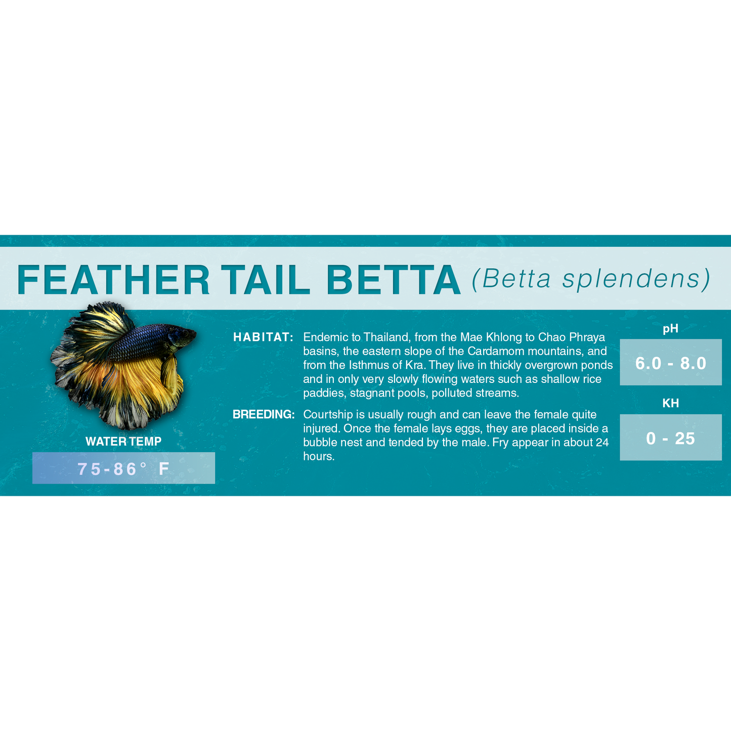 Betta Fish (Betta splendens) - Standard Aquarium Label