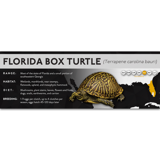 Florida Box Turtle (Terrapene carolina bauri) - X Label