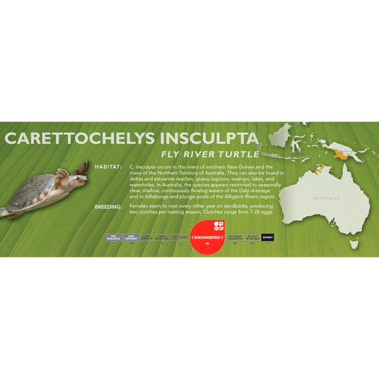 Fly River Turtle (Carettochelys insculpta) - Standard Vivarium Label