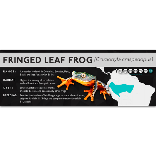 Fringed Leaf Frog (Cruziohyla craspedopus) - X Label