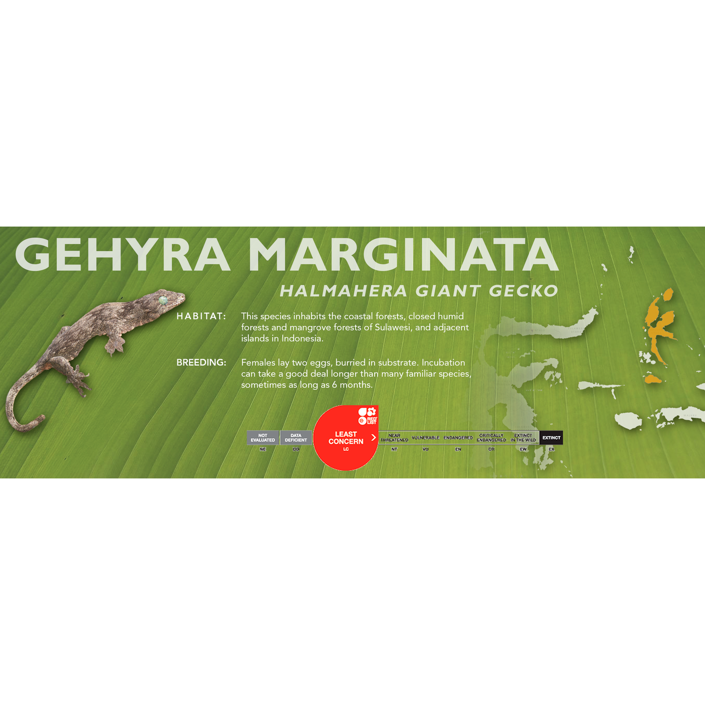 Halmahera Giant Gecko (Gehyra marginata) Classic Vivarium Label