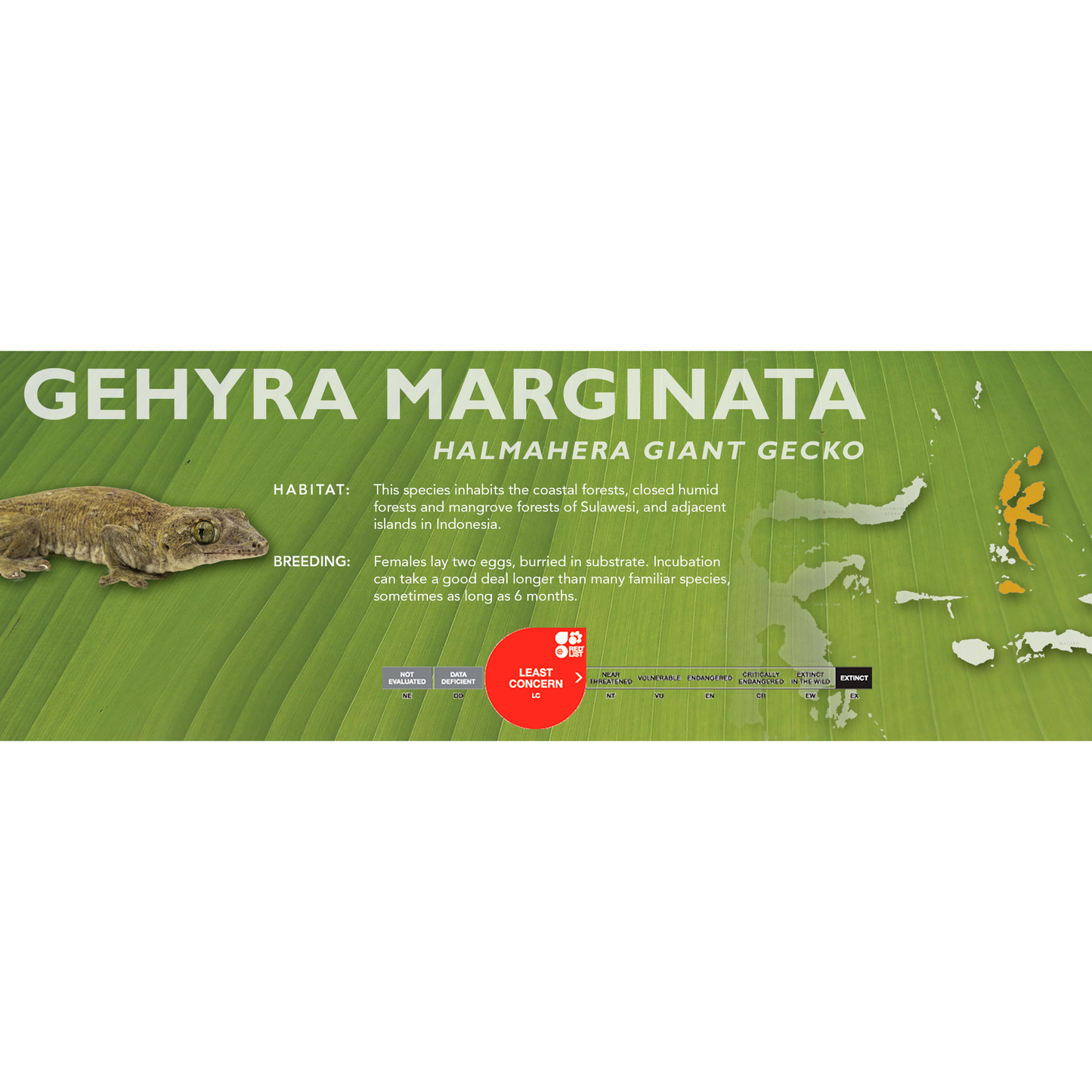 Halmahera Giant Gecko (Gehyra marginata) Classic Vivarium Label