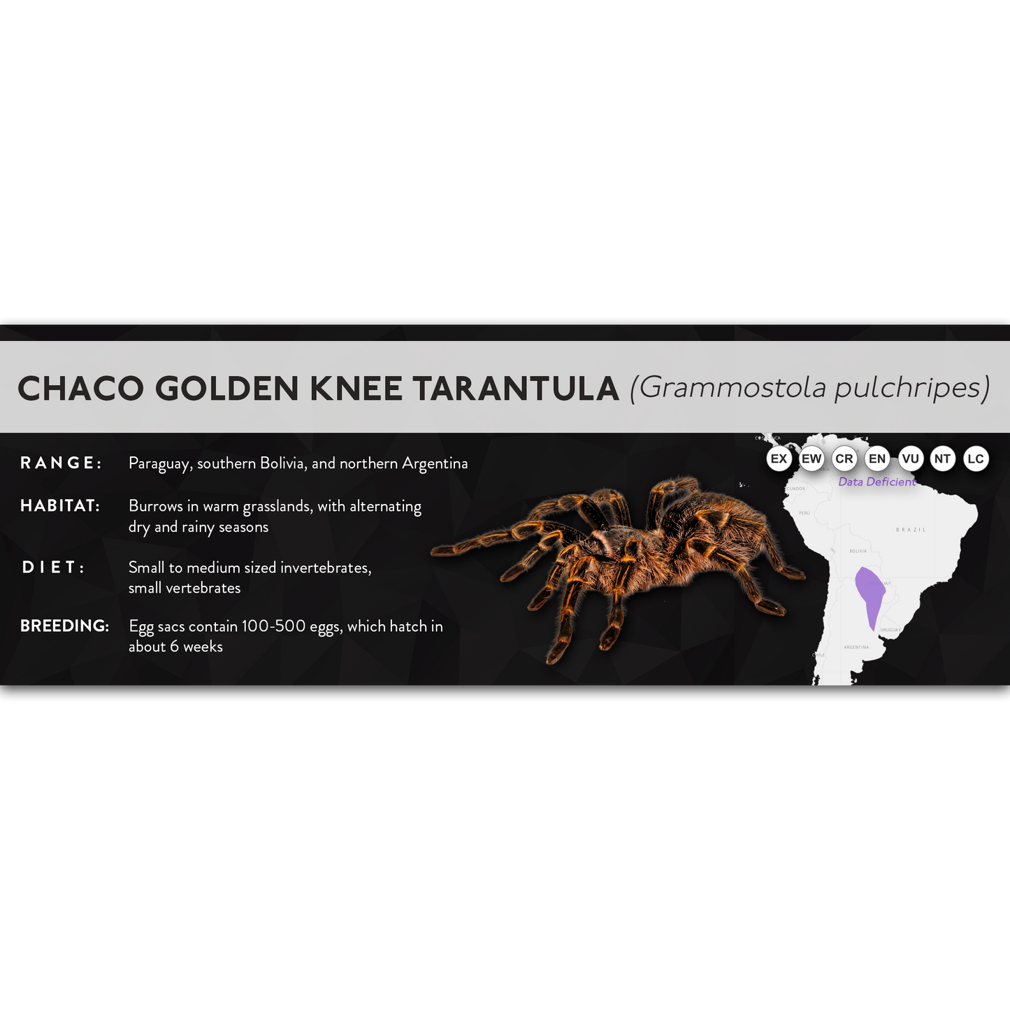 Chaco Golden Knee Tarantula (Grammostola pulchripes) - X Label