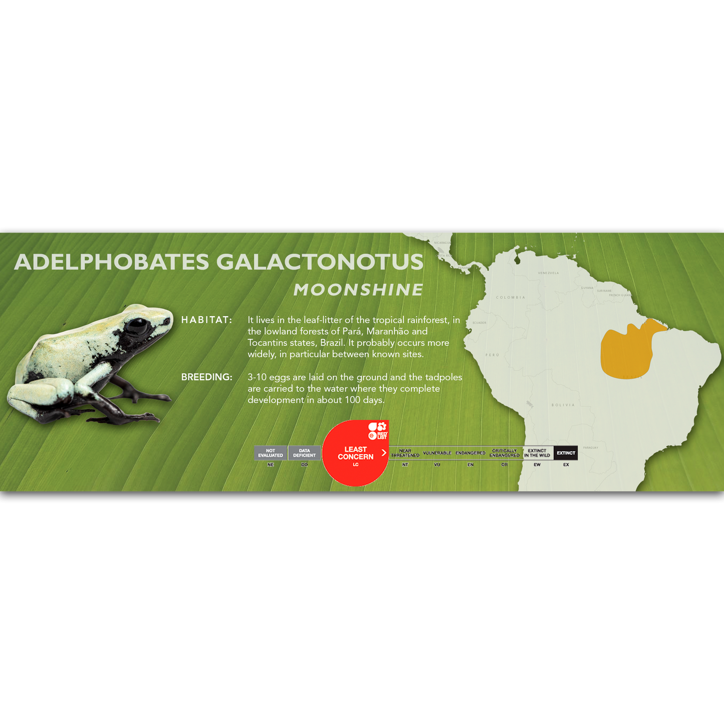 Adelphobates galactonotus - Classic Vivarium Label