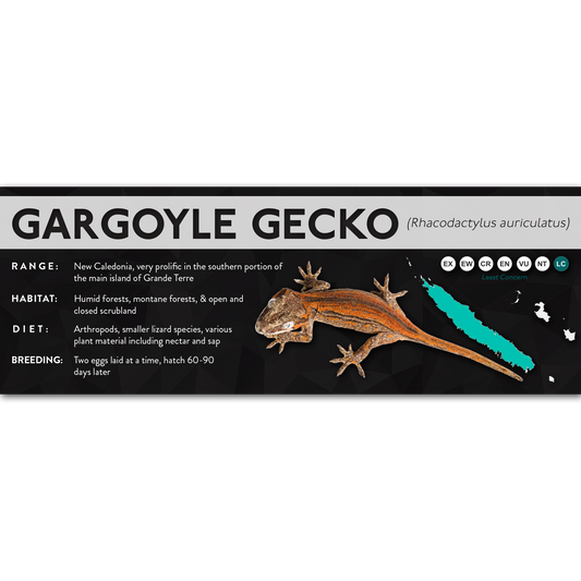 Gargoyle Gecko (Rhacodactylus auriculatus) - X Label